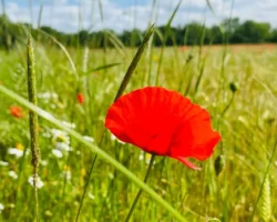 CD-Fotografie-Mohn CD-Fotografie-Mohn