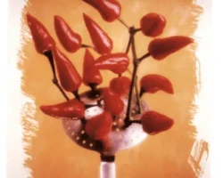 CD-Tabasco-Stileben CD-Tabasco-Stileben